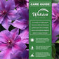 Clematis Adam&