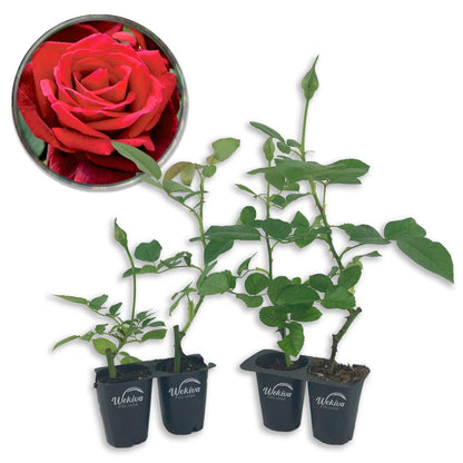 Mr Lincoln Rose Bush - Live Starter Plants - Beautiful Hybrid Tea Rose - Versatile Beauty with Large Red Blooms and Rich Scent