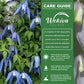 Clematis Alpina Blue Dancer - Live Starter Plants in 2 Inch Growers Pots - Starter Plants Ready for The Garden - Rare Clematis for Collectors