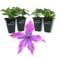Clematis Guiding Promise - Live Starter Plants in 2 Inch Growers Pots - Starter Plants Ready for The Garden - Rare Clematis for Collectors