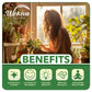 Silver Dollar Fern - Live Starter Plants - Adiantum Peruvianum - Rare and Exotic Beautiful Clean Air Indoor Houseplant Ferns