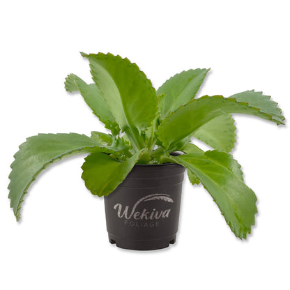 Mother of Thousands - Live Plant in a 4 Inch Growers Pot - Kalanchoe Daigremontiana - Beautiful Indoor Outdoor Cacti Succulent Houseplant