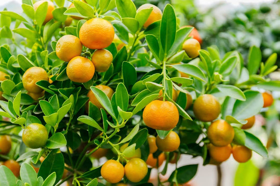 Calamondin Orange Tree - Live Plants in 1 Gallon Pots - Florida Only - Edible Fruit Bearing Citrus for Patio and Garden