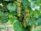 Grape Vine Plant - Live Plant in a 4 Inch Growers Pot - Variety is Grower&