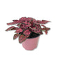 Polka Dot Plant - Live Starter Plants - Hypoestes Phyllostachya - Compact Colorful Tropical Beauty Mosaic Foliage