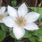 Clematis Corinne - Live Starter Plants in 2 Inch Growers Pots - Starter Plants Ready for The Garden - Rare Clematis for Collectors