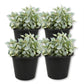 Million Hearts Plant - Live Starter Plants - Dischidia Ruscifolia