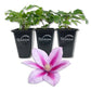 Clematis Poseidon - Live Starter Plants in 2 Inch Growers Pots - Starter Plants Ready for The Garden - Rare Clematis for Collectors