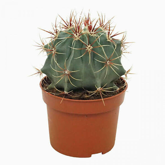 Candy Barrel Cactus - Live Starter Plants - Farocactus Histrix - Compact Easy Care Houseplant