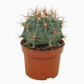 Candy Barrel Cactus - Live Starter Plants - Farocactus Histrix - Compact Easy Care Houseplant