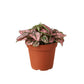 Polka Dot Plant - Live Starter Plants - Hypoestes Phyllostachya - Compact Colorful Tropical Beauty Mosaic Foliage