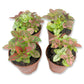 Tricolor Polka Dot Plant - Live Plants in 2 Inch Growers Pots - Hypoestes Phyllostachya - Compact Colorful Tropical Beauty Mosaic Foliage