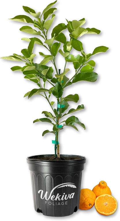 Shiranui Mandarin Orange Tree - Live Plants in 2 Gallon Pots - Florida Only - Fruit Bearing Citrus for Patio and Garden