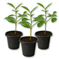 Soursop Tree - Live Starter Plants - Annona Muricata