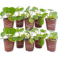 Chinese Money Plant - Live Starter Plants - Pilea Peperomioides - Rare and Elegant Indoor Houseplant