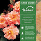 Westerland Rose Bush - Live Starter Plants - Beautiful Landscaping Shrub Rose - Vigorous Fragrant Apricot-Orange Blooms