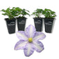 Clematis Silver Moon - Live Starter Plants in 2 Inch Growers Pots - Starter Plants Ready for The Garden - Rare Clematis for Collectors