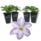 Clematis Silver Moon - Live Starter Plant in a 2 Inch Growers Pot - Starter Plants Ready for The Garden - Rare Clematis for Collectors