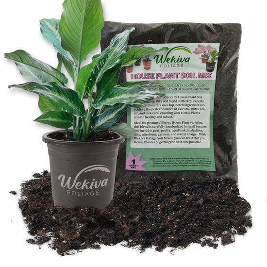 Dieffenbachia Cougar and Houseplant Soil Combo - Live Plant in a 4 Inch Pot with 1 Quart House Plant Soil Mix - Dieffenbachia Cougar with Custom Soil Blend