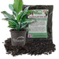 Dieffenbachia Cougar and Houseplant Soil Combo - Live Plant in a 4 Inch Pot with 1 Quart House Plant Soil Mix - Dieffenbachia Cougar with Custom Soil Blend