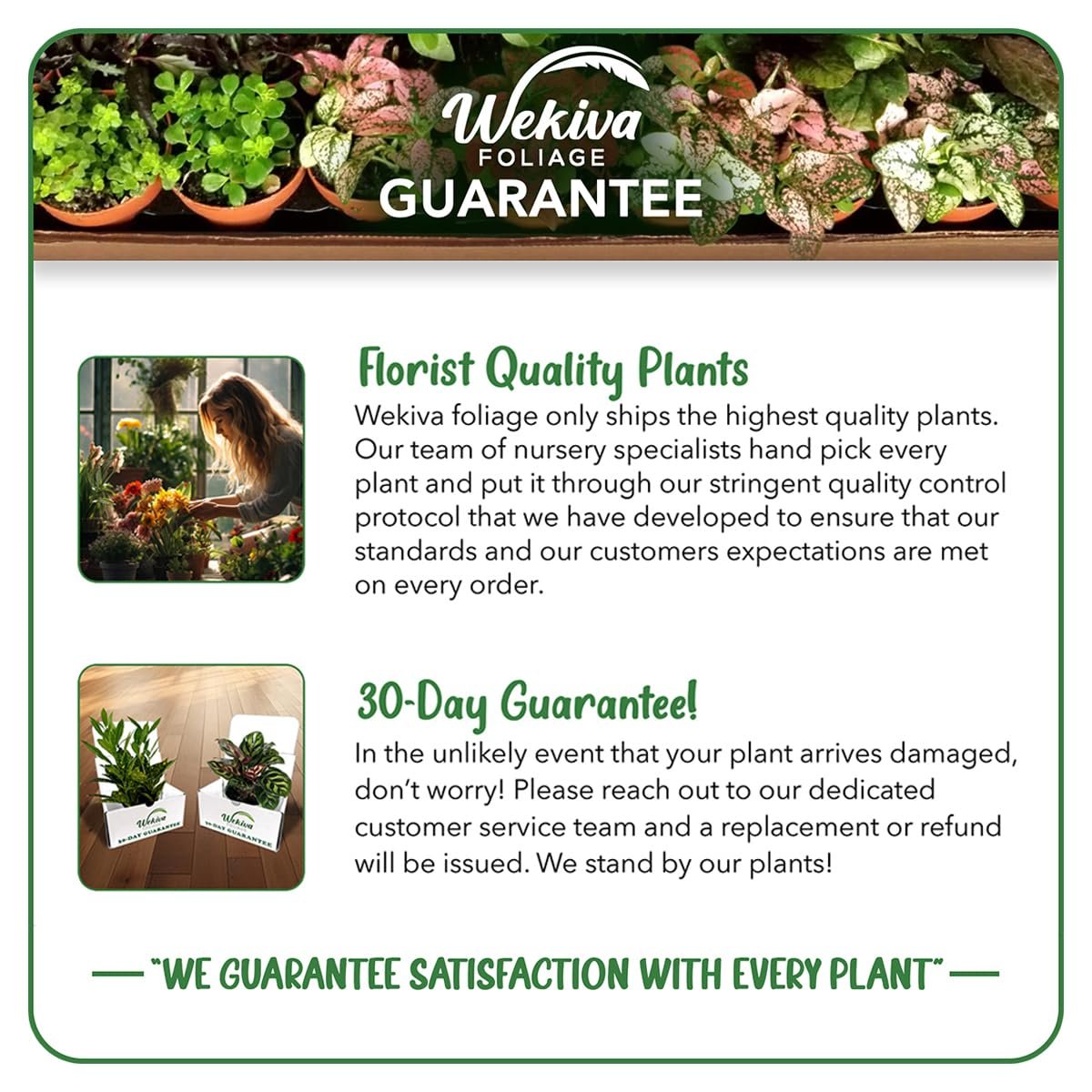 Wekiva Foliage Calathea Vittata - Thumbnail 4