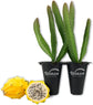 Yellow Dragon Fruit Tree - Live Tissue Culture Starter Plants - Selenicereus Megalanthus - Edible Tropical Fruit Plant from Florida