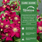 Clematis Elpis - Live Starter Plants - Bold Beautiful Climbing Red Flowering Vine
