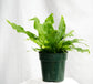 Crocodile Fern - Live Plant in a 6 Inch Grower&
