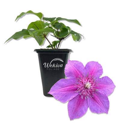 Clematis Adam&