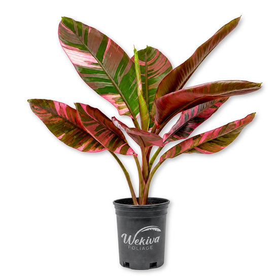 Pink Variegated Banana Tree - Single - 1 Gallon Pot - Musa Nono