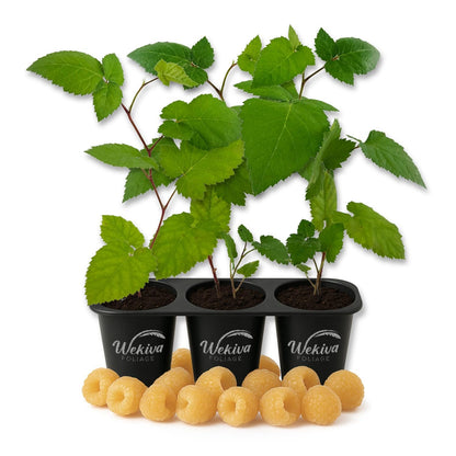 Raspberry Bush - 3 Live Starter Plants - Rubus - Edible Berry Bearing Bramble Shrub for Fruit Garden and Patio