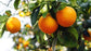 Hamlin Orange Tree - Live Plants in 1 Gallon Pots - Florida Only - Cannot Ship Out of Florida - Beautiful Fruit Tree for Patio and Garden