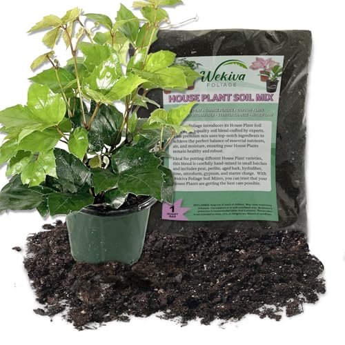 Grape Ivy and Soil Mix Combo - Live Plant in a 4 Inch Pot with 1 Quart HousePlant Soil Mix - Cissus Rhombifolia with Custom Soil Blend