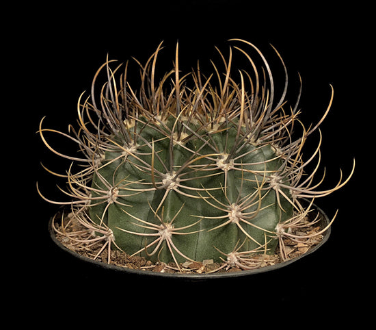Queen of the Night Cactus - Live Starter Plants - Echinopsis Leucantha - Beautiful Night Blooming Succulent Houseplant