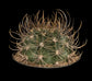 Queen of the Night Cactus - Live Starter Plants - Echinopsis Leucantha - Beautiful Night Blooming Succulent Houseplant