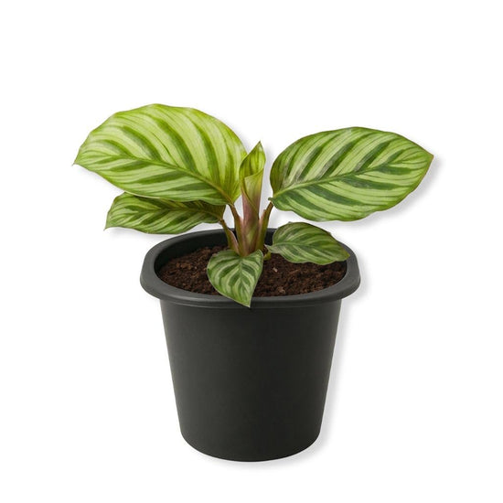 Calathea Fasciata - Live Starter Plants - Calathea Rotundifolia - Beautiful Large Leaf Striped Foliage Houseplant
