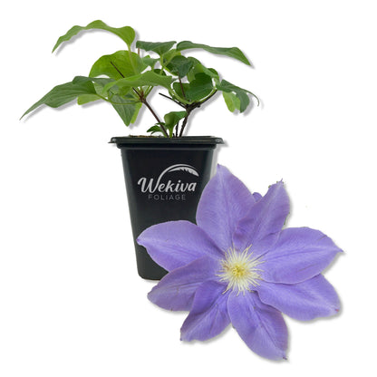 Clematis Diana&