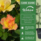 Sunrise Surprise Rose Bush - Live Starter Plants in 2 Inch Pots - Beautiful Roses from Florida - A Timeless Classic Ornamental Rose