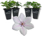 Clematis John Paul II - Live Starter Plants in 2 Inch Growers Pots - Starter Plants Ready for The Garden - Beautiful White and Pink Flowering Vine