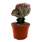 Mermaid Tail Cactus - 1 Live Plant in a 4 Inch Pot - Grower&