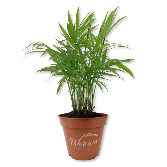 Neanthe Bella Parlor Palm - Live Starter Plants - Chamaedorea Elegans - Beautiful Elegant Lush Tropical Easy Care Indoor Houseplant