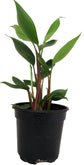 Golden Brush Ginger - Live Starter Plants - Burbidgea Schizocheila - Bold Dense Textured Outdoor
