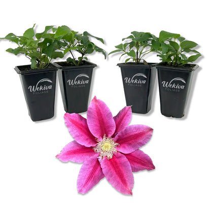 Clematis Queen&