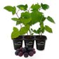 Blackberry Plant - 3 Live Starter Plants - Rubus - Edible Fruit Bearing Bush for Patio and Garden