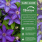 Clematis The President - Live Starter Plants in 2 Inch Growers Pots - Starter Plants Ready for The Garden - Rare Clematis for Collectors