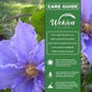 Clematis Will Goodwin - Live Starter Plants in 2 Inch Growers Pots - Starter Plants Ready for The Garden - Rare Clematis for Collectors