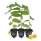 Jamaican Cherry Tree - Strawberry Tree - 3 Live Starter Plants - Muntingia Calabura - Edible Fruit Bearing Tree for The Patio and Garden