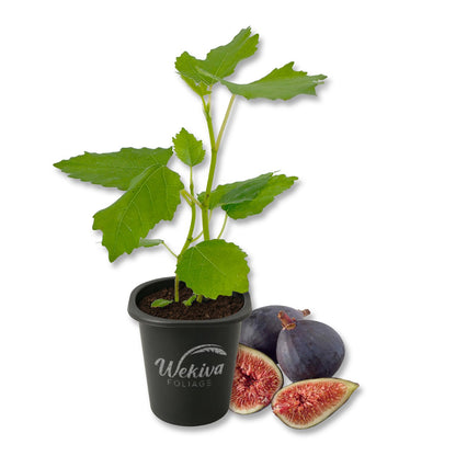 Fig Tree - 1 Live Starter Plant - Ficus Carica - Edible Fruit Tree for The Patio and Garden