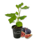 Fig Tree - 1 Live Starter Plant - Ficus Carica - Edible Fruit Tree for The Patio and Garden