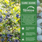 Blueberry Plant - 1 Live Starter Plant - Vaccinium - Edible Fruit Bearing Bush for The Patio and Garden